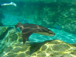 ray1