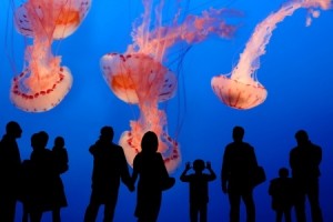Aquarium
