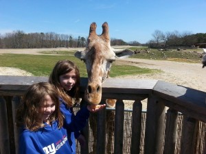 The girls enjoyed feeding the giraffe