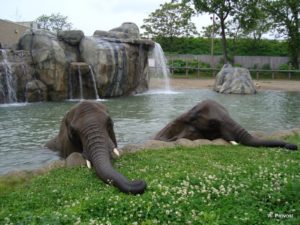 Credit: Mapio.net Photo of Elephant Enclosure