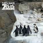 penguins at the zoo