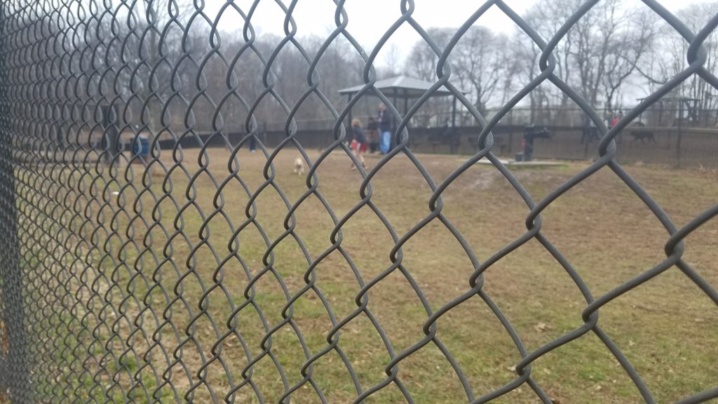 Taking a peek at Echo Lake dog park before we enter!