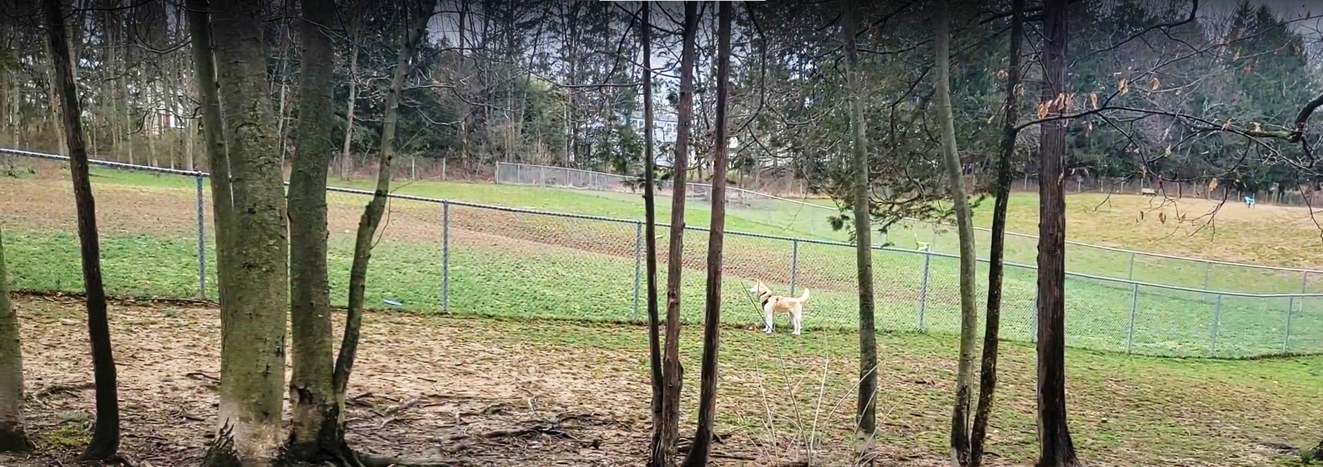 landscape central dog park morris county nj