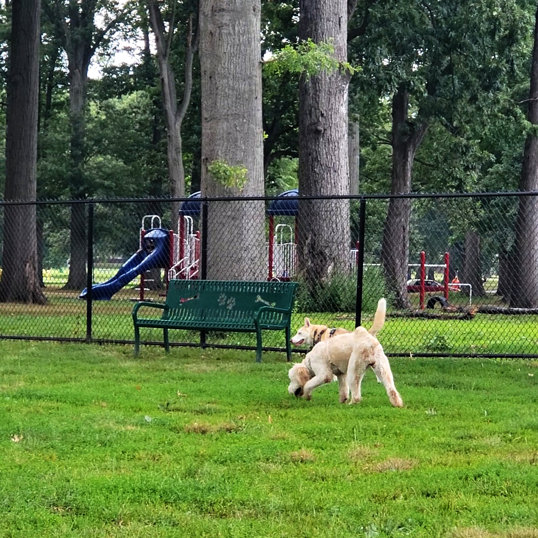 warinanco dog park dogs running 