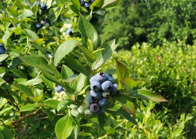 Clement Blueberry Farm, Pemberton, NJ