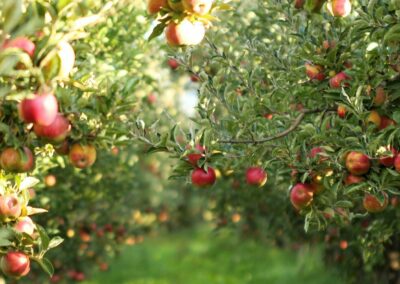 Demarest Farms