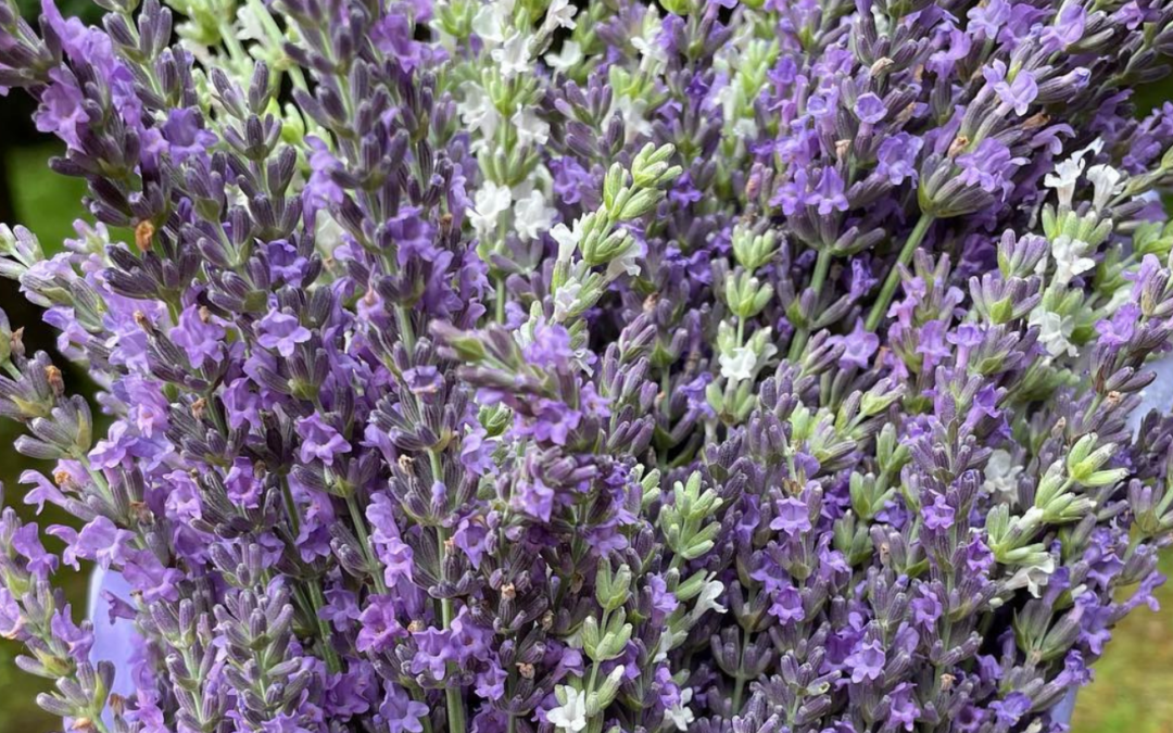 Pleasant Valley Lavender